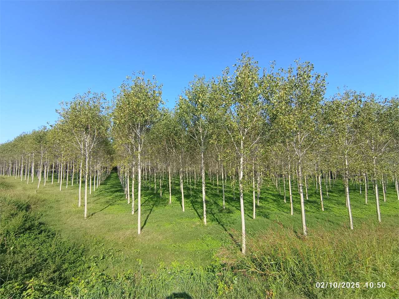 Terreno Agricolo